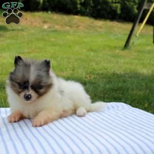 Maria, Pomeranian Puppy